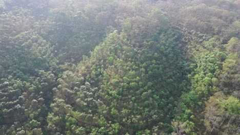 palm oil plantation aerial view