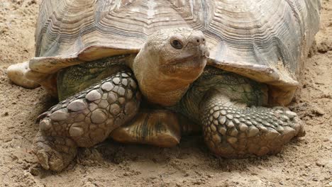 big turtle closeup portrait, 4k