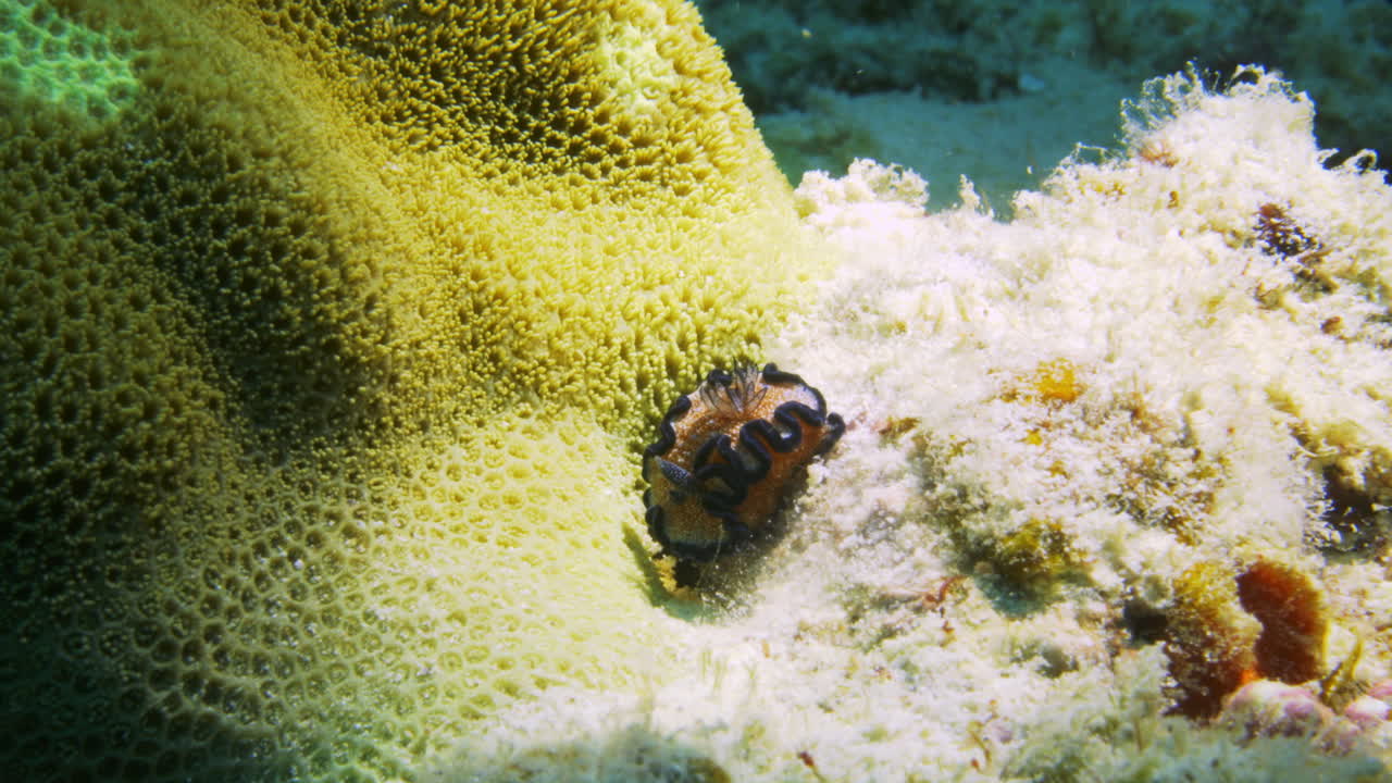 hermoso nudibranquio naranja brillante y azul luchando contra la fuerte corriente oceánica en un arrecife colorido