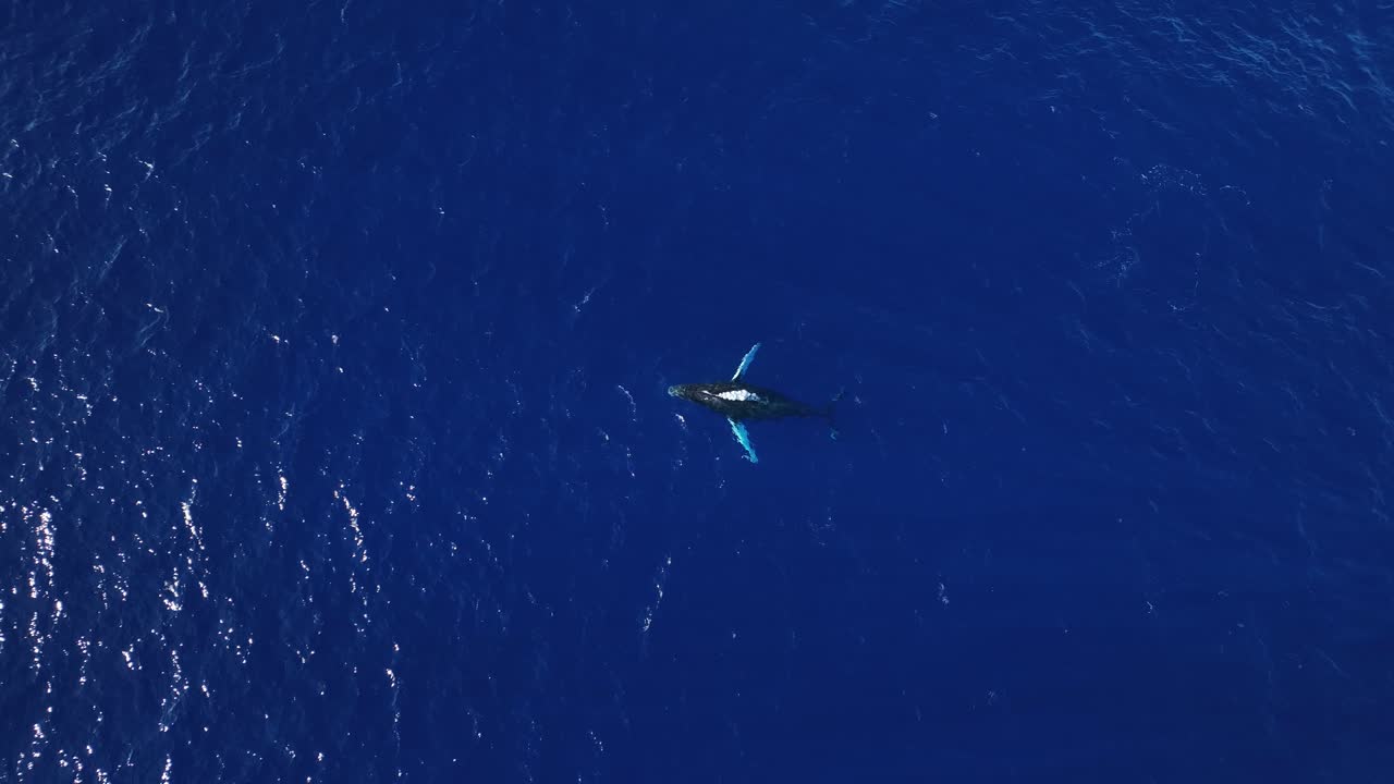 가슴지느러미가 모두 하얀 혹등고래가 물보라를 일으키고 있다