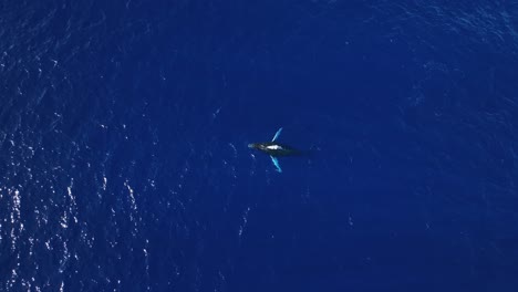 ballena jorobada con todas las aletas pectorales blancas haciendo un chapoteo