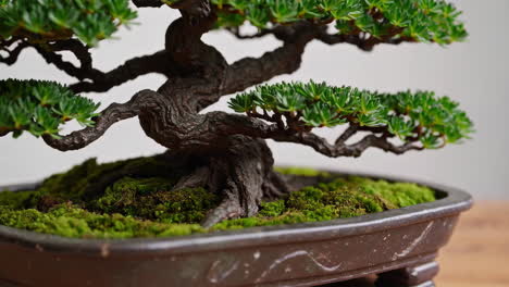 elegant bonsai tree in a ceramic pot