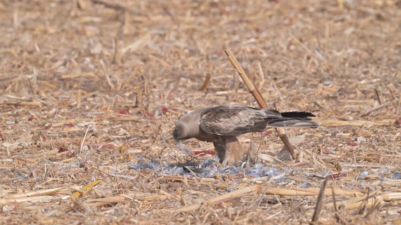Booted eagle (Hieraaetus pennatus) preying on a rock pigeon in a field. plucks the feathers of a rock pigeon it hunted and eats it