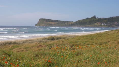 trawa i kwiaty przy plaży -motyl -lennox point nsw australia -szeroki