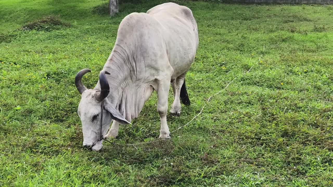 소 가  에서 풀 을 고 있다