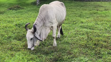 white cow grazing in a field