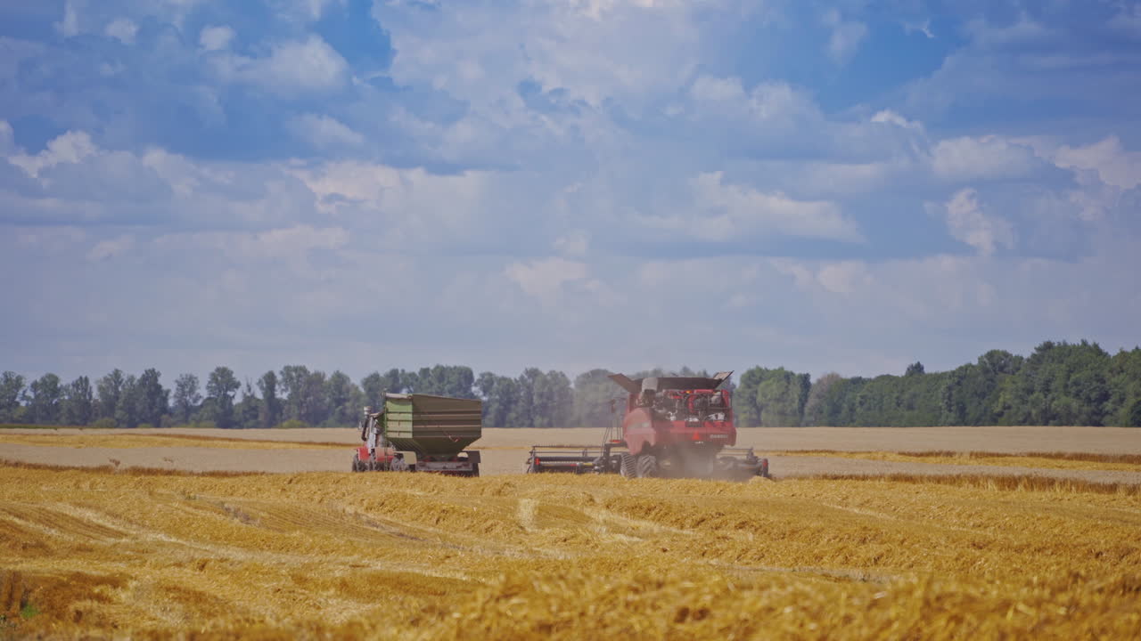 Combine harvester harvesting wheat field on farm against blue sky. Harvesting season.