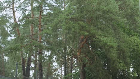 Starker-Regen-Mit-Grünen-Bäumen-Im-Hintergrund