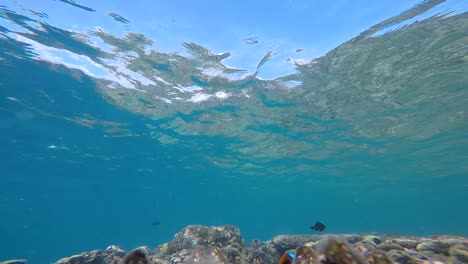 water moving over a reef with tropical fish