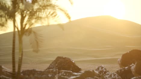 palms in desert at sunset