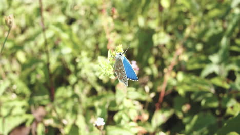 Blue-butterfly-sits-on-a-flower-in-a-summer-green-meadow