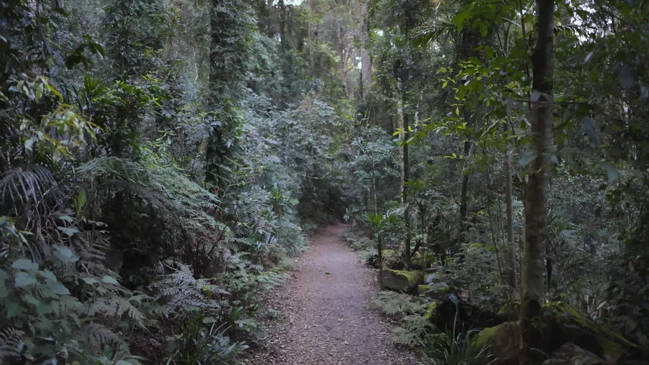 un tranquilo paseo por el exuberante bosque tropical