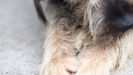 close-up of lage dog cleaning his teeth by chewing a big bone