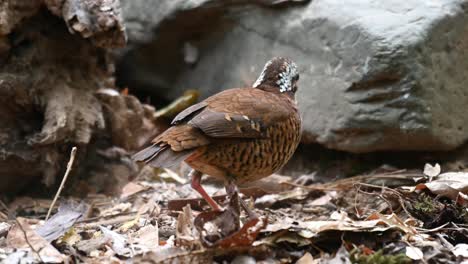 Eared-Pitta,-Hydrornis-phayrei