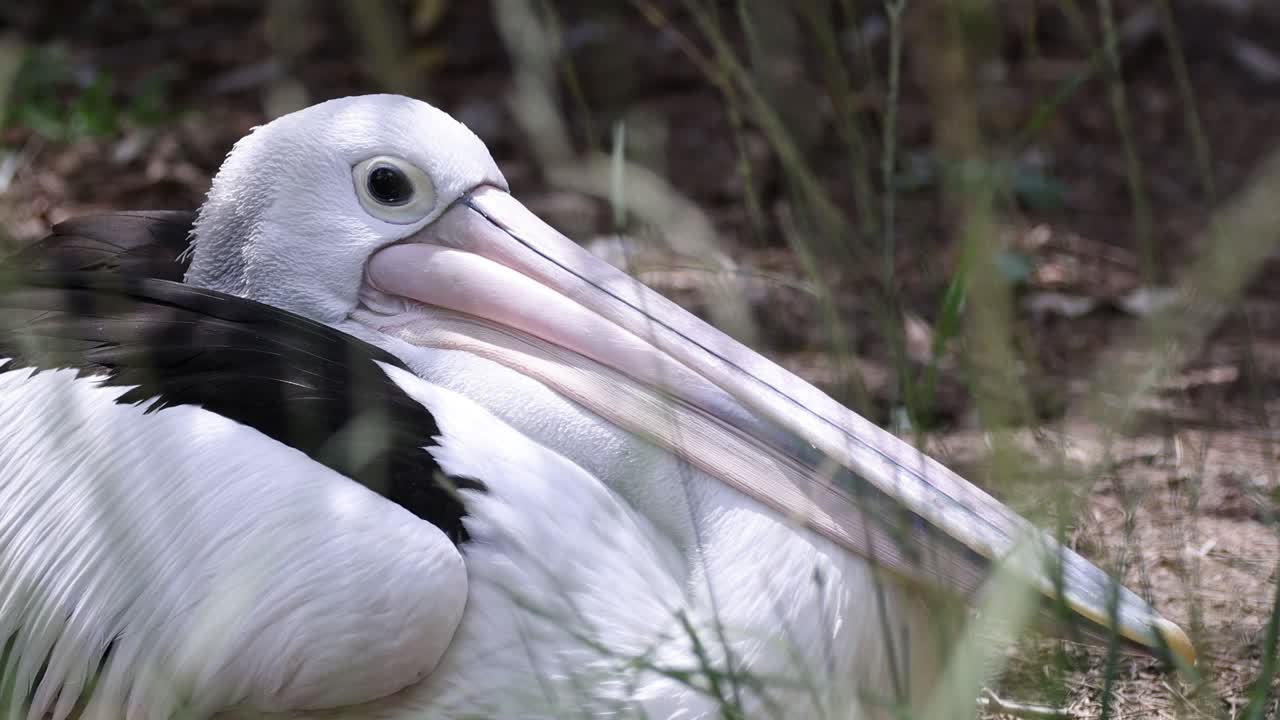 풀로 둘러싸인 펠리칸이 바닥에 고 있다