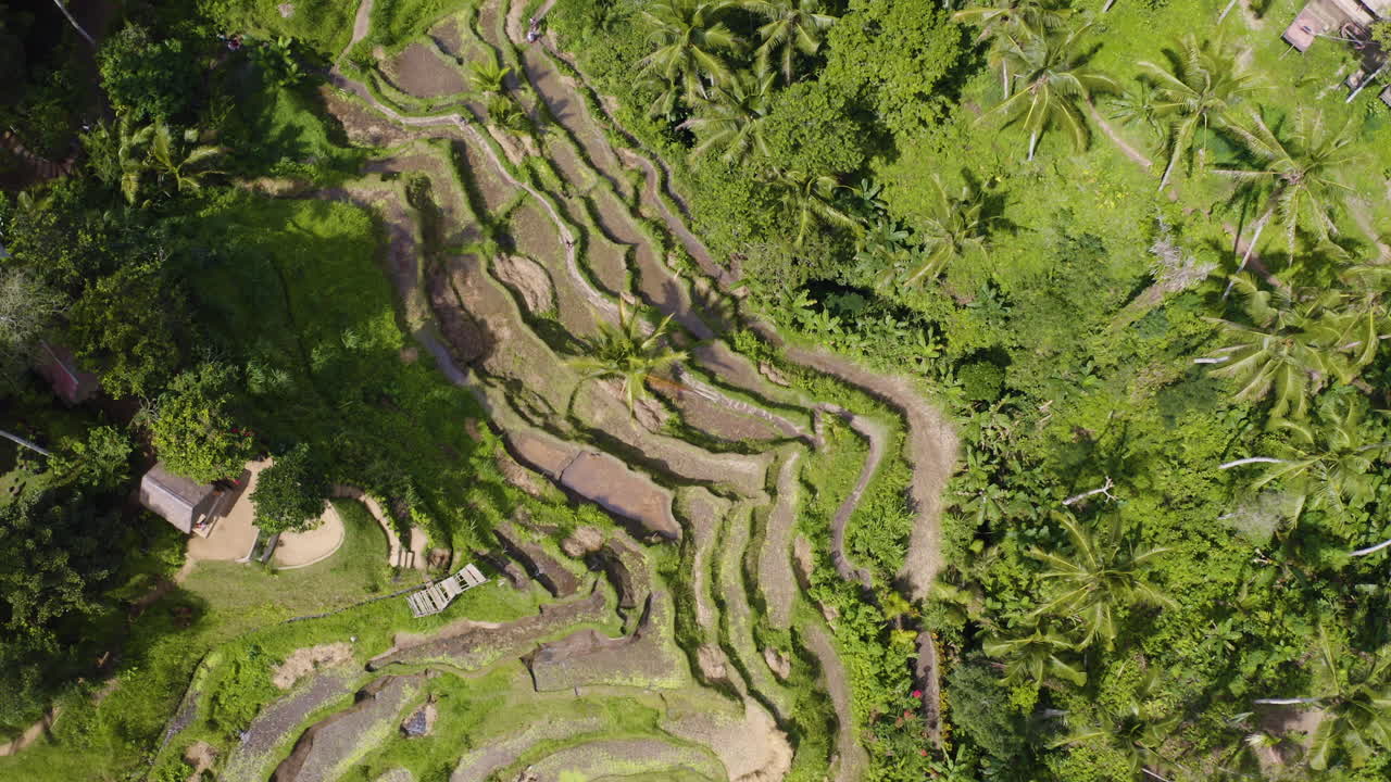 perspectiva a vista de pájaro en la terraza de arroz de tegalalang en bali, indonesia