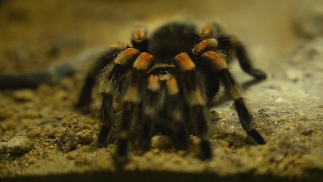 un primer plano de una tarántula peluda negra con rayas marrones