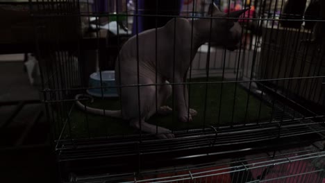 sphinx in a cage in bangkok.
