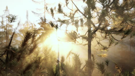 sunset or dawn in a pine forest in spring or early summer