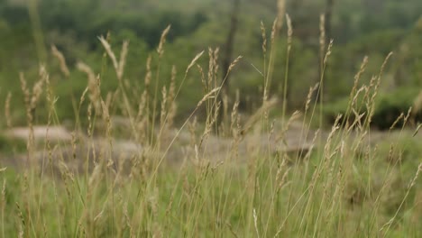 Tall-Grass--4K---Lake-Muskoka---Straight-on-shot