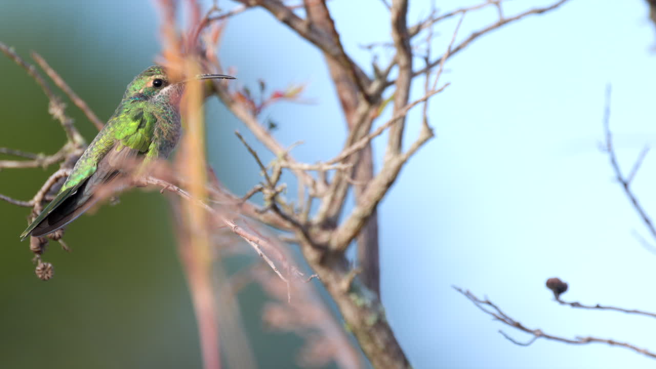 Small White-vented Violetear Hummingbird bird perched preening in tropical cerrado savanna, Brazil2