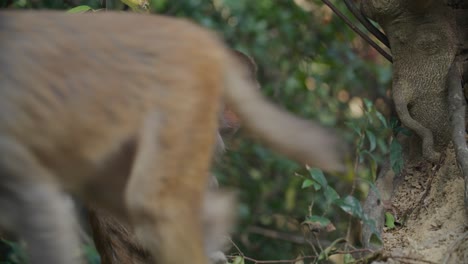 monos al aire libre