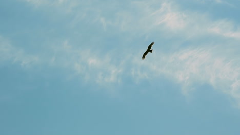 Silhouette-Eines-Wunderschönen-Adlers,-Der-über-Den-Blauen-Himmel-Schwebt