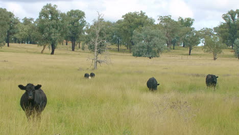 vacas negras pastando en el potrero rural en una granja australiana, 4k