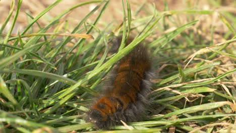 macro closeup of a fox moth caterpillar on the move on a sunny day