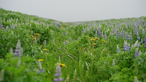 Un-Hermoso-Prado-Lleno-De-Coloridas-Flores-De-Lupino-Y-Diente-De-León-En-Islandia