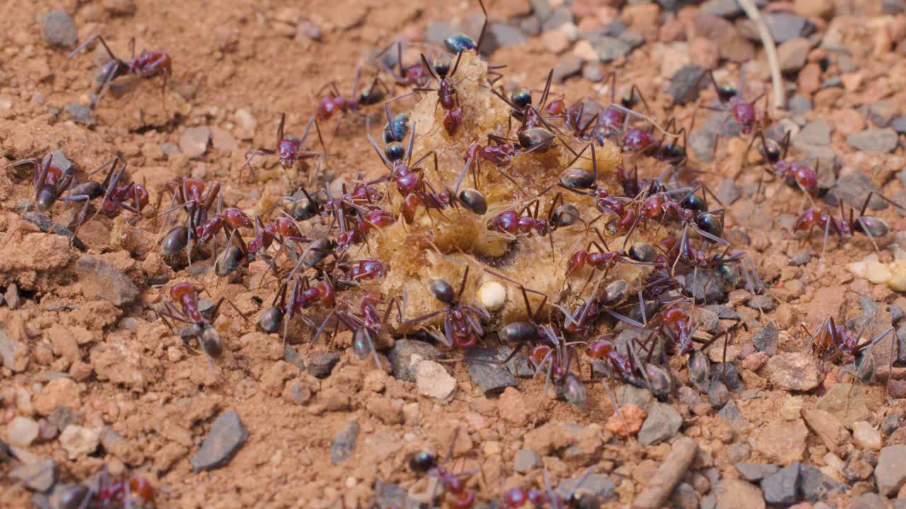 Numerous ants gather and actively feed on a food source atop reddish gravelly soil, captured in a steady macro shot with natural lighting