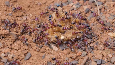 numerous ants gather and actively feed on a food source atop reddish gravelly soil, captured in a steady macro shot with natural lighting