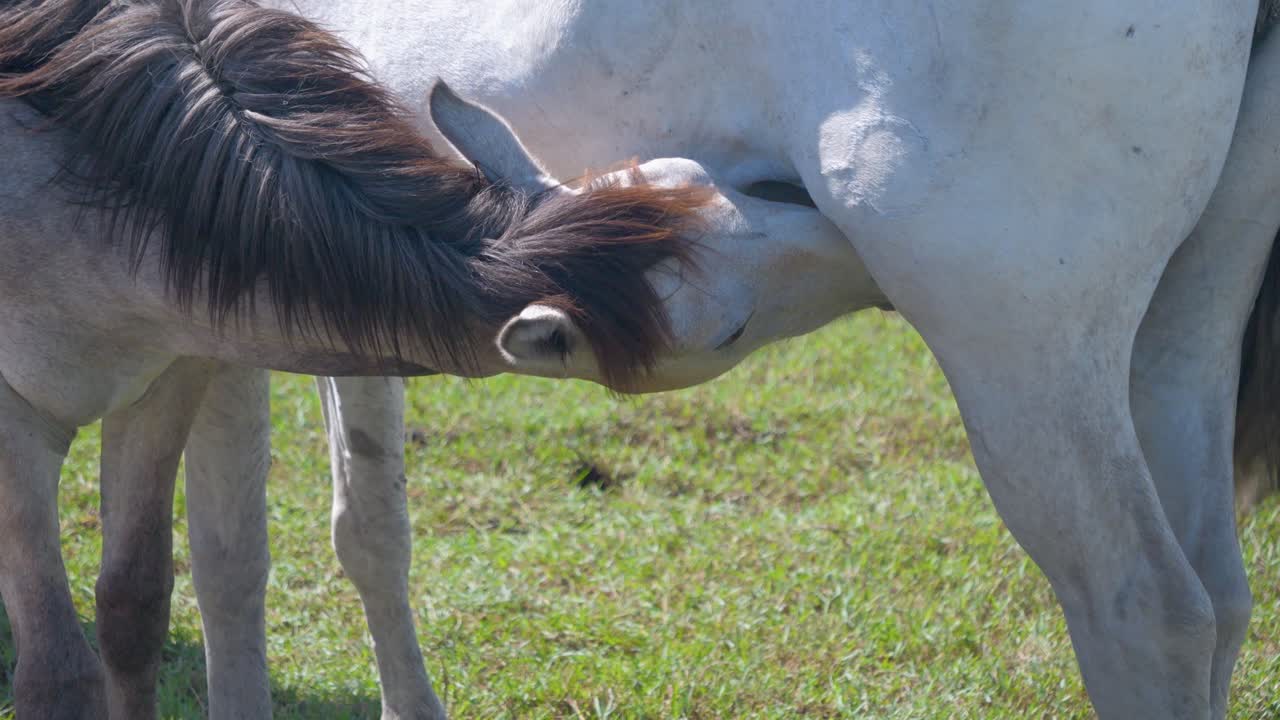 caballo bebé bebiendo un poco de leche de la madre caballo