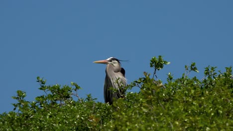 gran garza azul descansando en su nido
