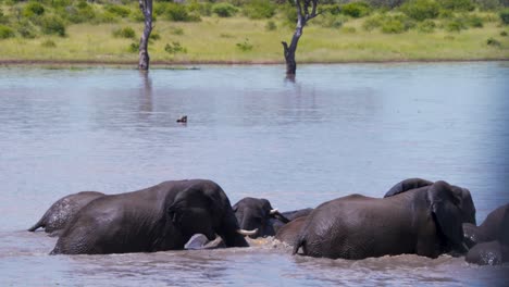 african elephants enjoying walling in cool waterhole in savannah heat