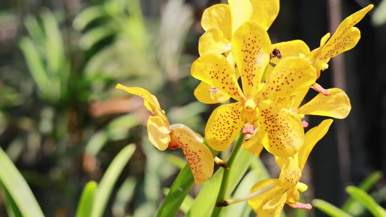 Bright yellow orchids sway gently in a sunlit garden, showcasing their vivid colors and intricate patterns