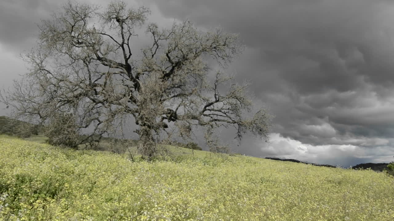 오하이오 캘리포니아에 있는 계곡 참나무 위에 형성되는 폭풍의 아래로 추적 샷