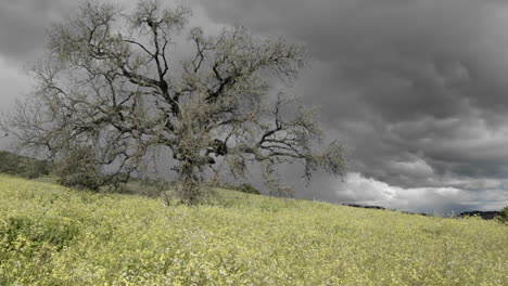 down tracking shot of a storm forming over a valley oak tree in ojai california