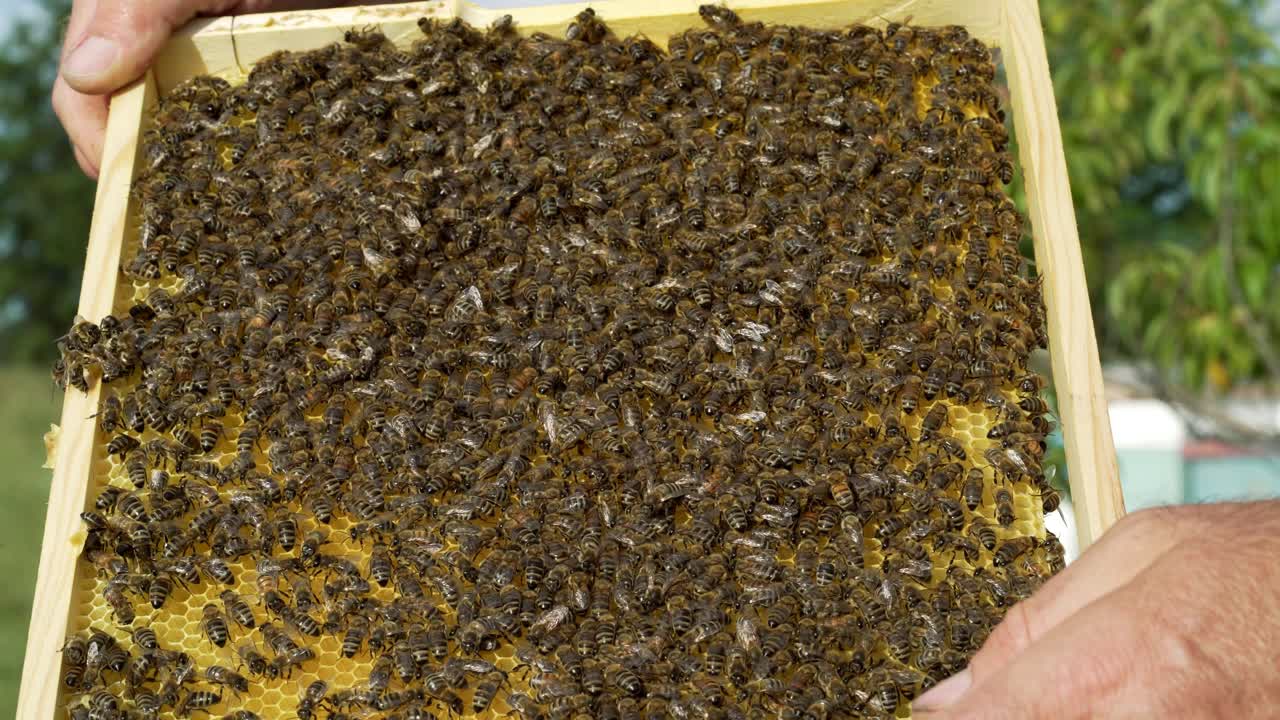 Beekeeper is working with bees and beehives on the apiary. Bees on honeycomb. Frames of a bee hive. Beekeeping. Honey.