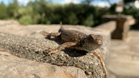 pov shot of a fence lizard