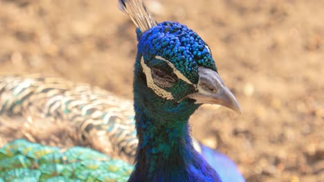 Der-Indische-Pfau-(Pavo-Cristatus),-Auch-Gemeiner-Pfau-Oder-Blauer-Pfau-Genannt,-Ist-Eine-Auf-Dem-Indischen-Subkontinent-Beheimatete-Pfauenart.