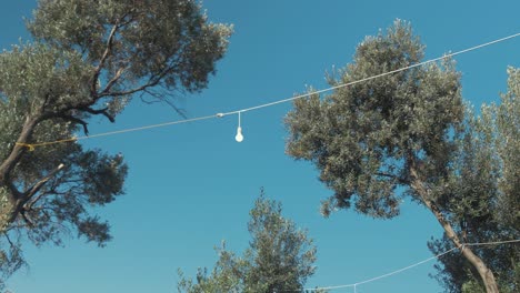 led lights strung across olive trees