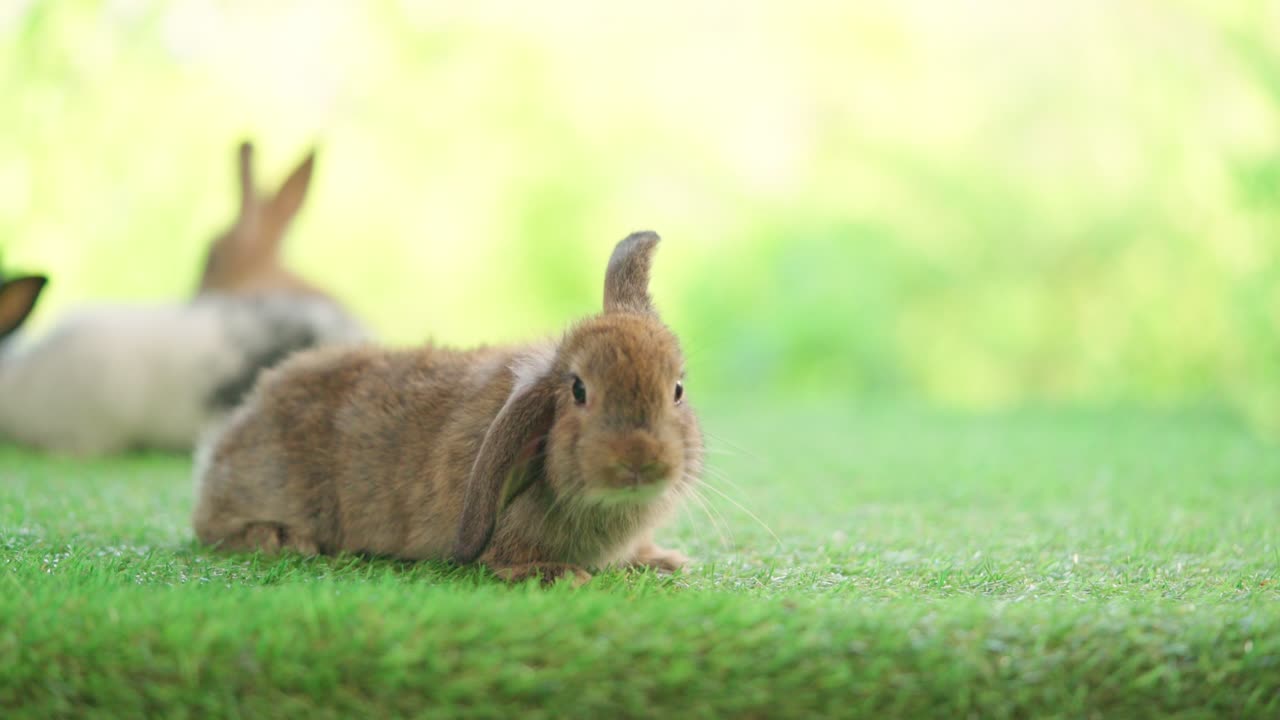 adorable bebé conejo marrón de pascua caminando por la hierba con fondo de naturaleza bokeh verde. olfateando y mirando a su alrededor. acción de un conejo conejo joven. mascota linda 2 meses
