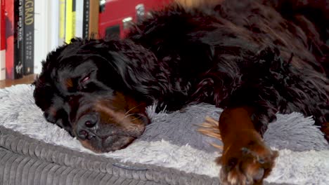 a gordon setter enjoying a relaxing afternoon