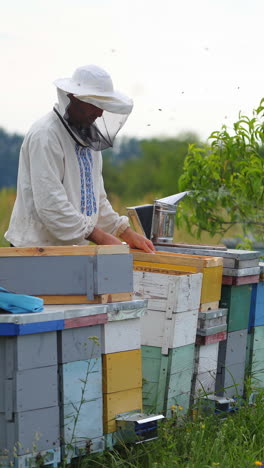 apiarist making inspection in apiary in the summertime vertical video