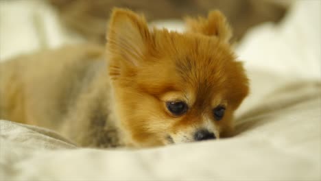 beautiful pomeranian puppy