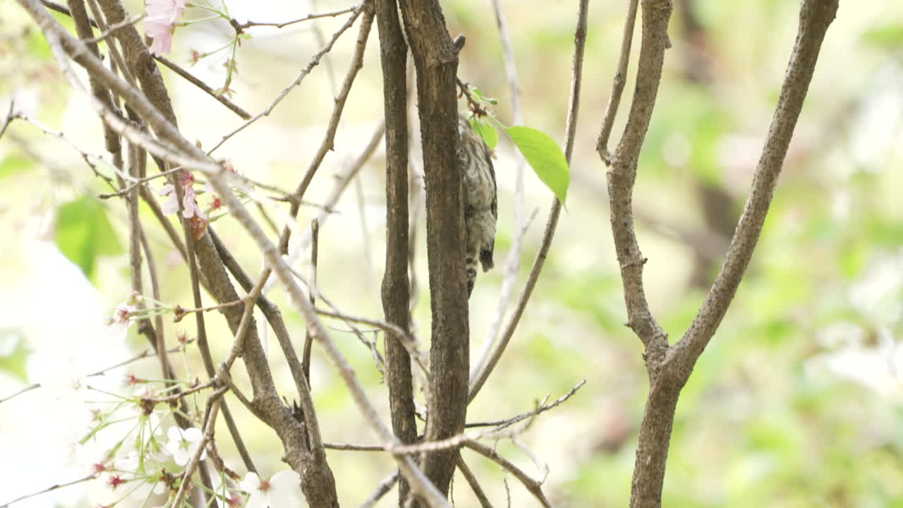 японский карликовый дятел взбирается на дерево с цветущей сакурой весной