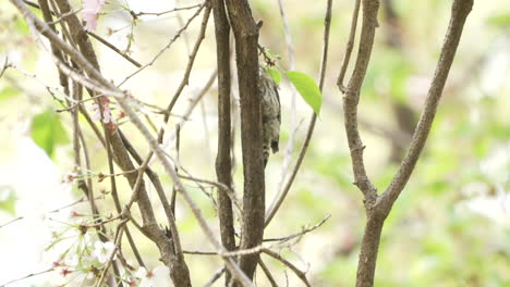 Japanischer-Zwergspecht,-Der-Im-Frühjahr-Auf-Einem-Kirschblütenbaum-Mit-Blumen-Klettert