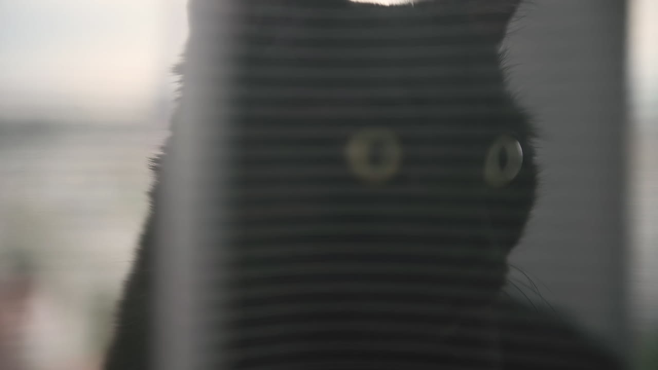 커튼 뒤에 있는 창턱에 앉아 무언가를 응시하는 검은 고양이를 닫습니다