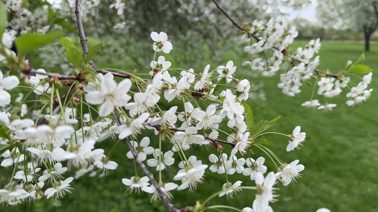 Magnificent cherry blossoms in the big city